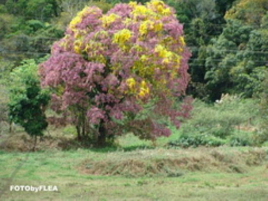 NATUREZA EM UBAPORANGA-FOTO:ALBERTHالله هو قوة - UBAPORANGA - MG