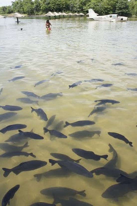 PACUS NA PRAIA DA FIGUEIRA EM BONITO-MS-FOTO:PAULO YUJI TAKARADA - BONITO - MS