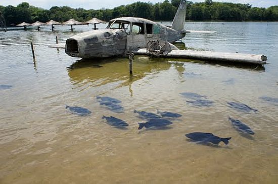 PEIXES PACUS E CARCAA DE BIMOTOR NA PRAIA DA FIGUEIRA EM BONITO-MS-FOTO:PAULO YUJI TAKARADA - BONITO - MS