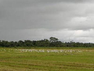 PLANTAO DE ARROZ-FOTO:RIVALDI  - VICENTINA - MS