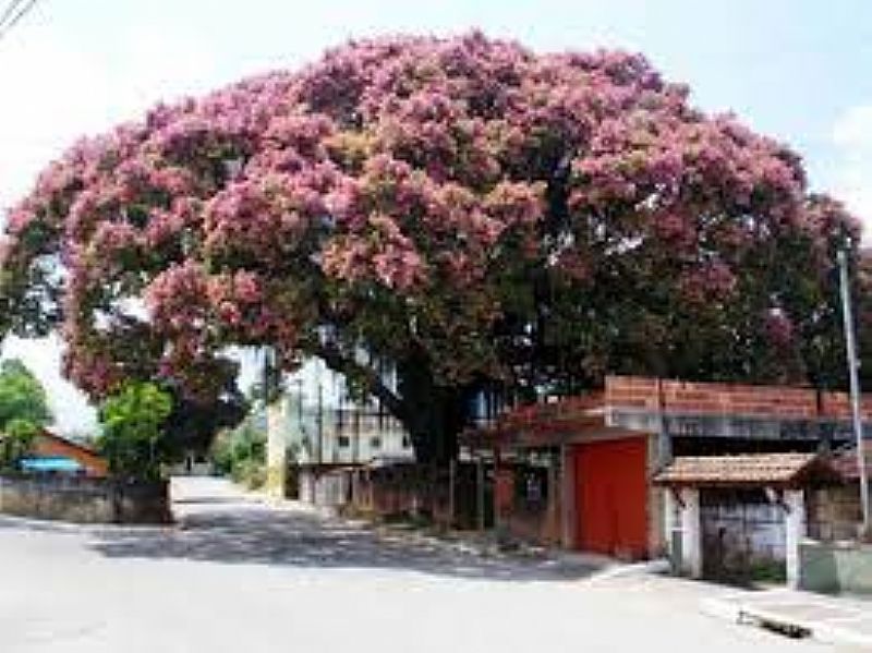 IMAGENS DO DISTRITO DE JAPUIBA, MUNICPIO DE CACHOEIRAS DE MACACU/RJ - JAPUBA - RJ