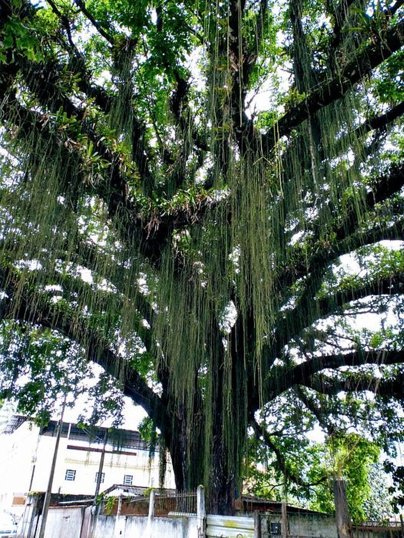 IMAGENS DO DISTRITO DE JAPUIBA, MUNICPIO DE CACHOEIRAS DE MACACU/RJ - JAPUBA - RJ