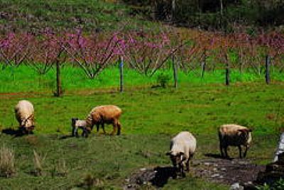 PAISAGEM RURAL-FOTO:ANELISE KUNRATH  - BENTO GONALVES - RS