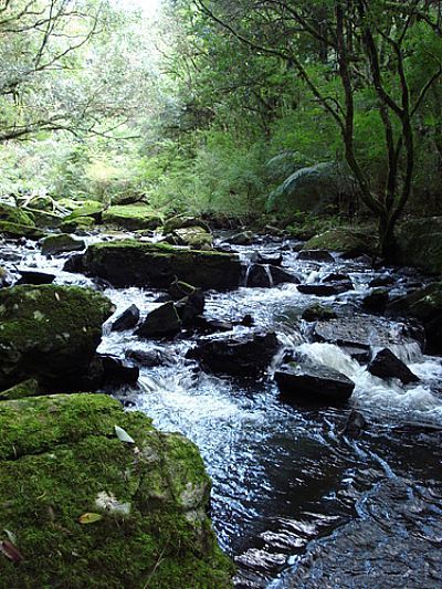 CACHOEIRA-FOTO:LAIS DAL PICOLLI  - OLIVA - RS