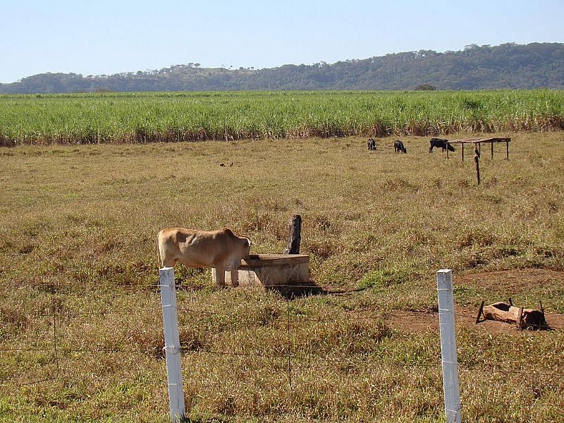 ARAMINA-SP-REA RURAL S MARGENS DA VIA ANHANGUERA-FOTO:ALEXANDRE BONACINI - ARAMINA - SP