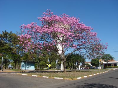 MOJI-MIRIM, SP, POR ROBERTO GASPARINNI  - MOGI-MIRIM - SP