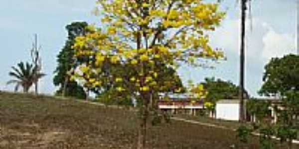 Ip amarelo na rea rural em Aldeias Altas-MA-Foto:Isaias Cunha