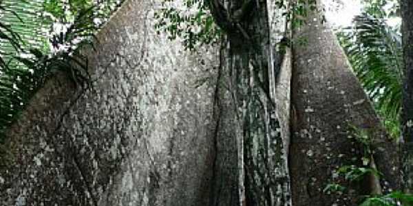 Novo Airo-AM-Tronco de rvore Ceiba Pentandra-Foto:thor☼odin
