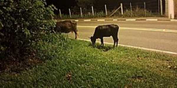 Imagem da cidade   de Guararema - PRImagem da cidade   de Guararema - PR