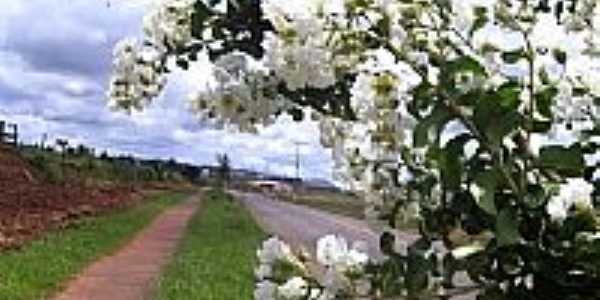Flores na Rodovia em Sabudia-Foto:leandro renato ferre