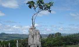 Morrinhos - rvore no mouro da cerca-Foto:Marcelo de A. Silvei 